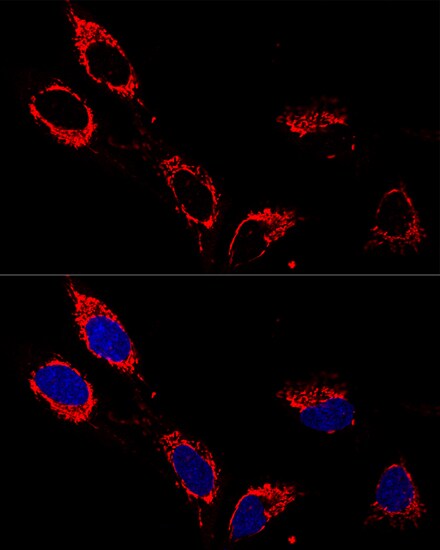 ATP5A Antibody - BSA Free