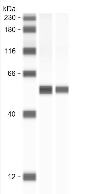 ATP5A Antibody
