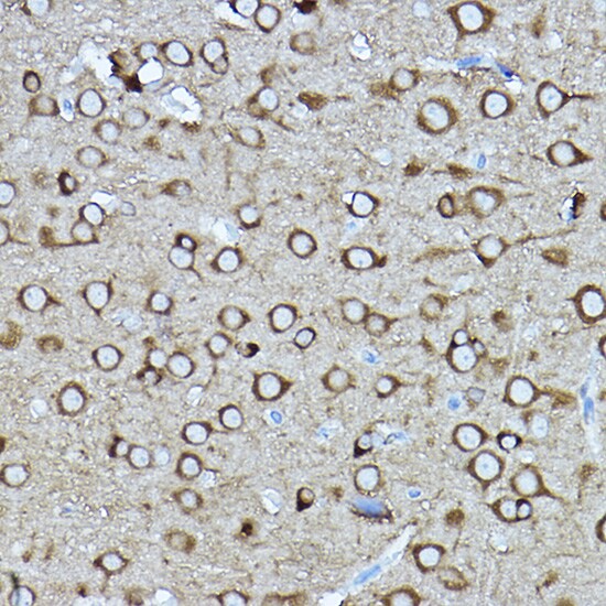 CRMP2 Antibody - Azide and BSA Free
