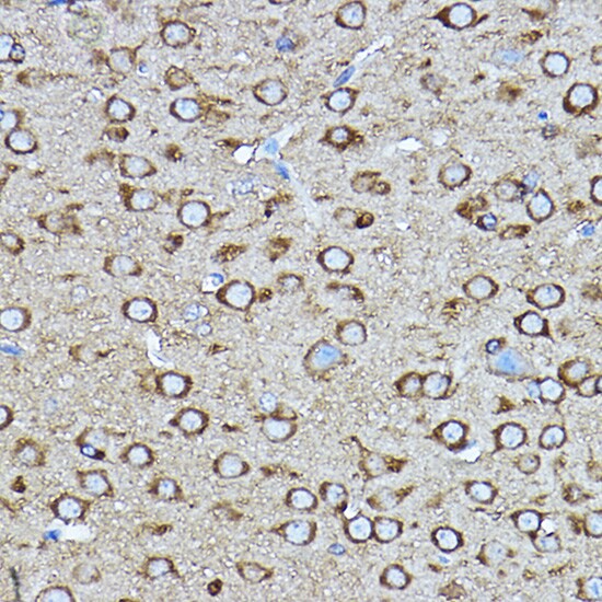 CRMP2 Antibody - Azide and BSA Free