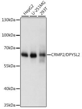 CRMP2 Antibody - Azide and BSA Free