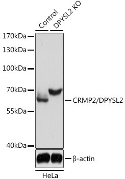 CRMP2 Antibody - Azide and BSA Free