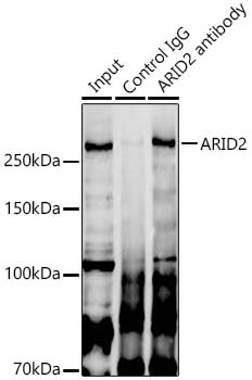 ARID2 Antibody - BSA Free