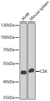 CSK Antibody - BSA Free
