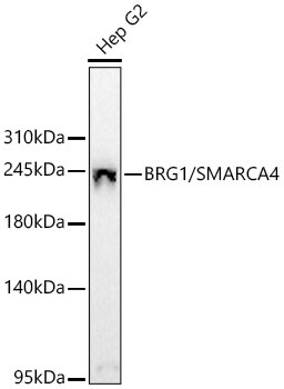 Brg1 Antibody - BSA Free