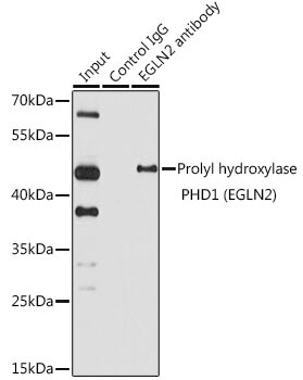 EGLN2/PHD1 Antibody - BSA Free