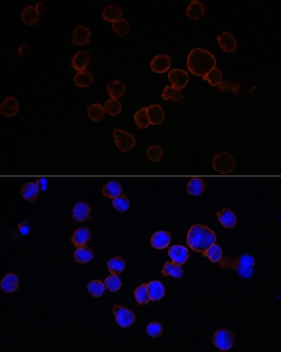 CD11b Antibody - Azide and BSA Free