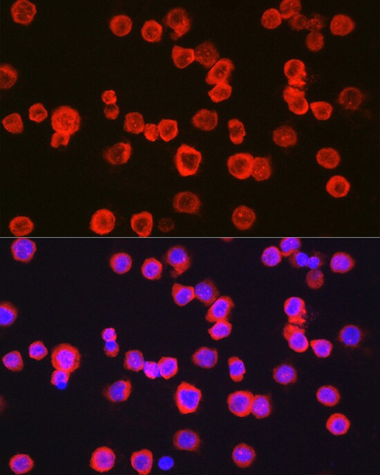 CD11b Antibody - Azide and BSA Free
