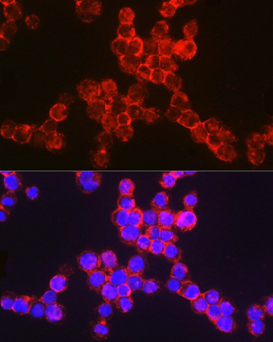 CD11b Antibody - Azide and BSA Free