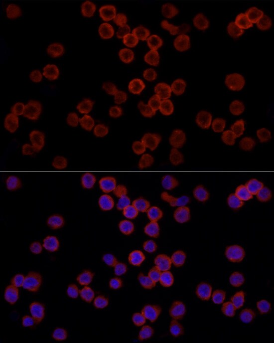CD11b Antibody - Azide and BSA Free