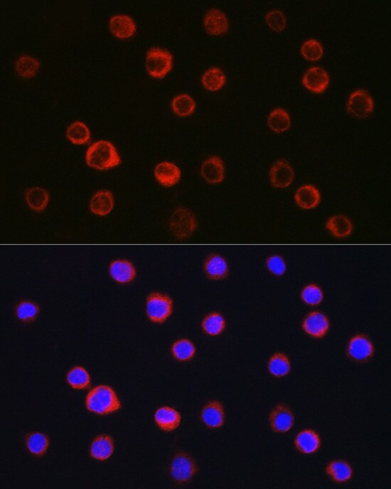CD11b Antibody - Azide and BSA Free
