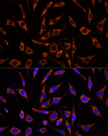 XK X-linked Kx blood group Antibody - Azide and BSA Free