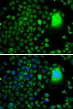TAF5 Antibody - BSA Free