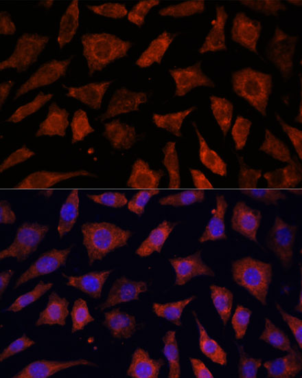 PDE6G Antibody - Azide and BSA Free