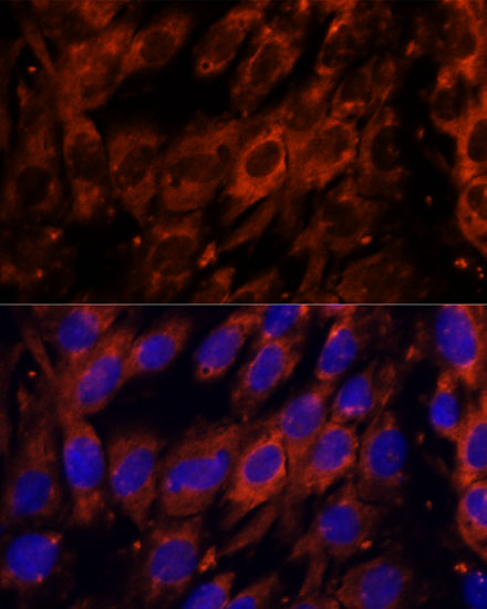 PDE6G Antibody - Azide and BSA Free