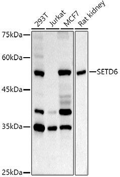 SETD6 Antibody - BSA Free