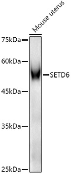 SETD6 Antibody - BSA Free