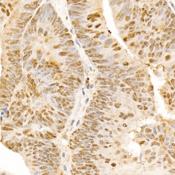POLD3 Antibody - BSA Free