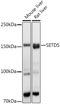 SETD5 Antibody - Azide and BSA Free