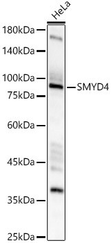 SMYD4 Antibody - BSA Free
