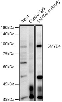 SMYD4 Antibody - BSA Free