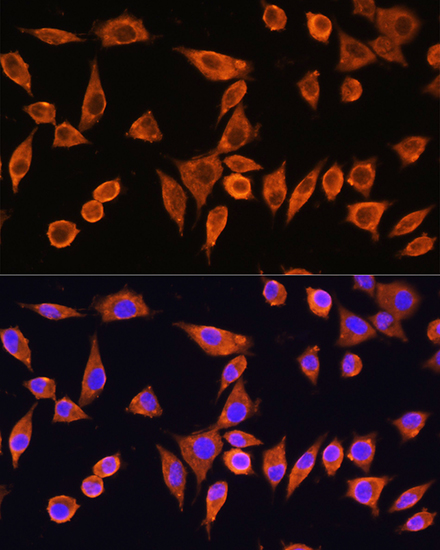 RPS28 Antibody - Azide and BSA Free