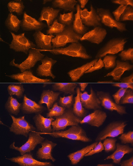 RPS28 Antibody - Azide and BSA Free