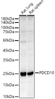 PDCD10 Antibody - Azide and BSA Free