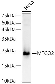 MT-CO2 Antibody - Azide and BSA Free