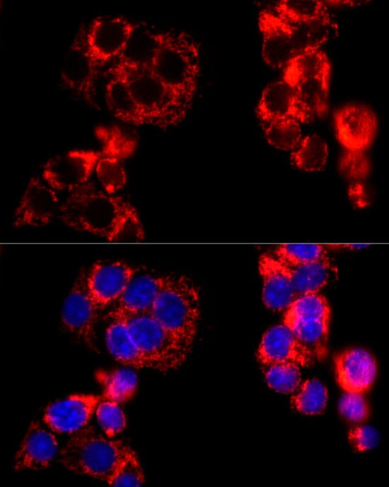 MT-CO2 Antibody - Azide and BSA Free