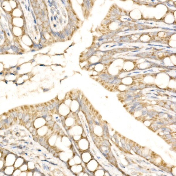 MT-CO2 Antibody - Azide and BSA Free