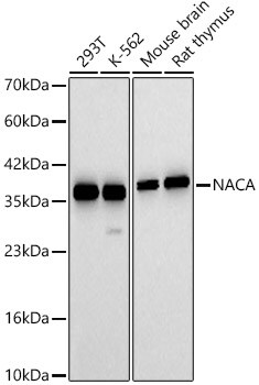 NACA1 Antibody - Azide and BSA Free