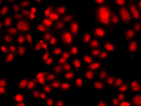 TEAD3 Antibody - BSA Free