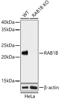 RAB1B Antibody - BSA Free