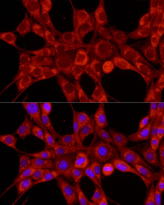 TIMM23 Antibody - Azide and BSA Free