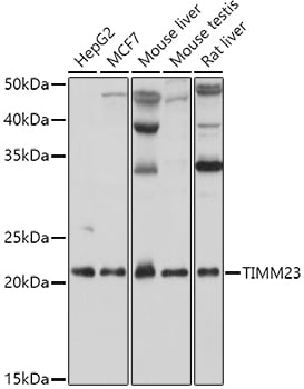 TIMM23 Antibody - Azide and BSA Free