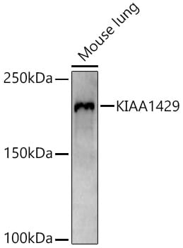 Virilizer Antibody - Azide and BSA Free