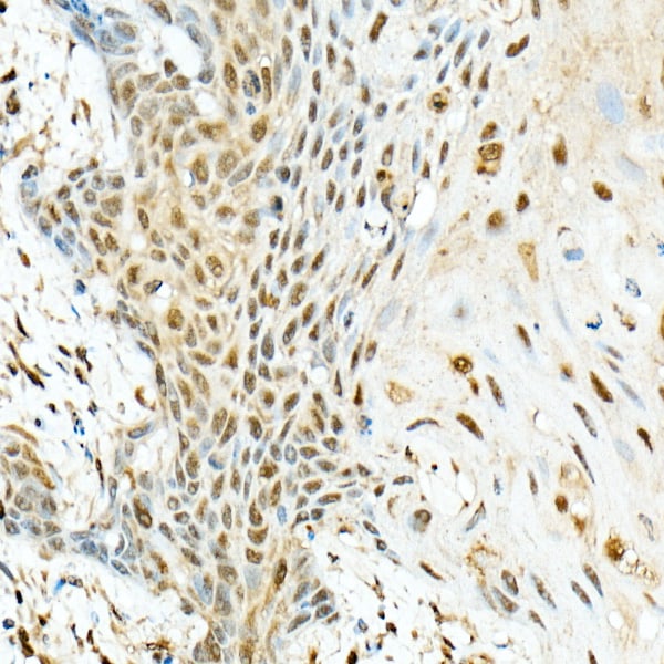 Virilizer Antibody - Azide and BSA Free