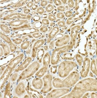 Virilizer Antibody - Azide and BSA Free