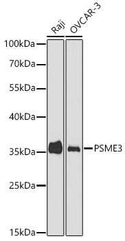 PA28 Activator gamma Subunit/PSME3 Antibody - Azide and BSA Free