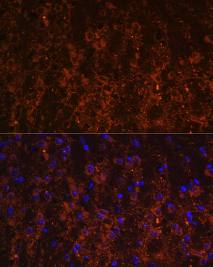 SNX13 Antibody - Azide and BSA Free