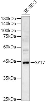 SYT7 Antibody - Azide and BSA Free