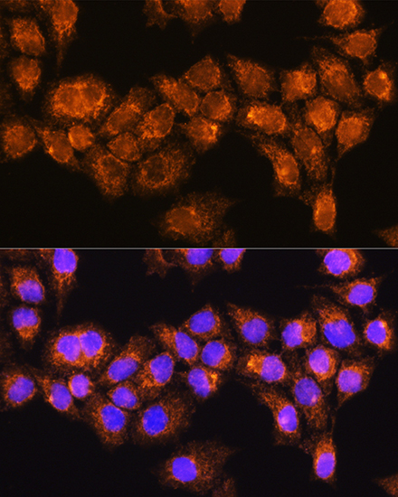 RABL3 Antibody - Azide and BSA Free