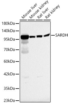 SARDH Antibody - Azide and BSA Free