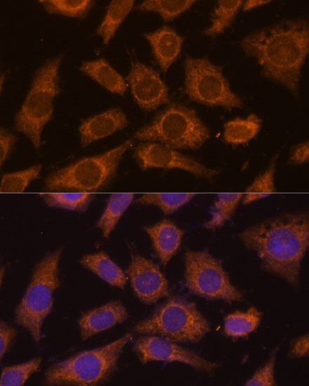 Prolyl endopeptidase-like Antibody - Azide and BSA Free