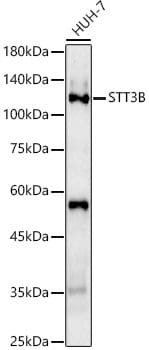 STT3B Antibody - Azide and BSA Free