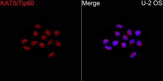 TIP60 Antibody - Azide and BSA Free