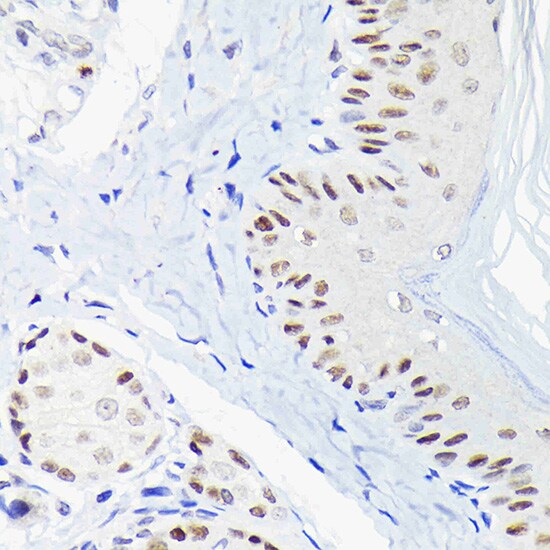 p63/TP73L Antibody - Azide and BSA Free