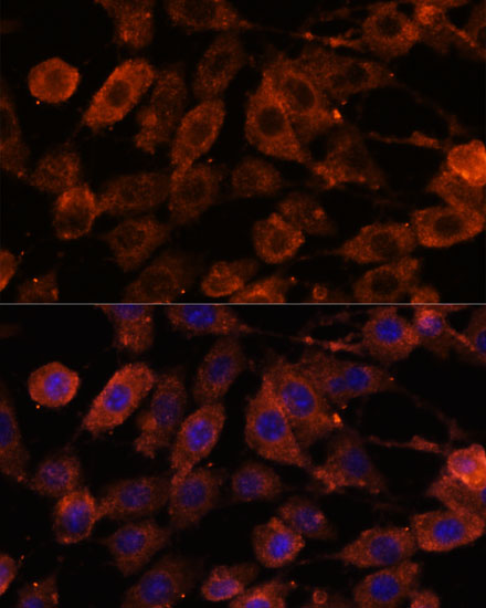 Teneurin-1 Antibody - Azide and BSA Free