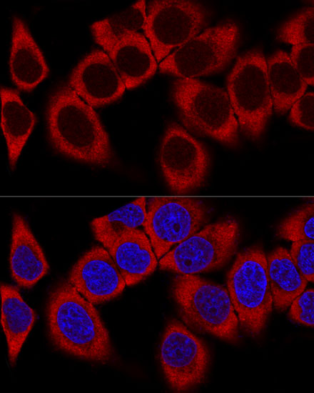 RPL36AL Antibody - Azide and BSA Free